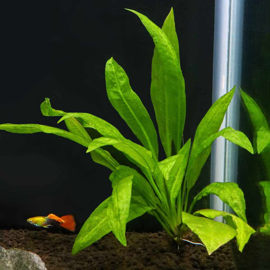 Amazon Sword - Image 2