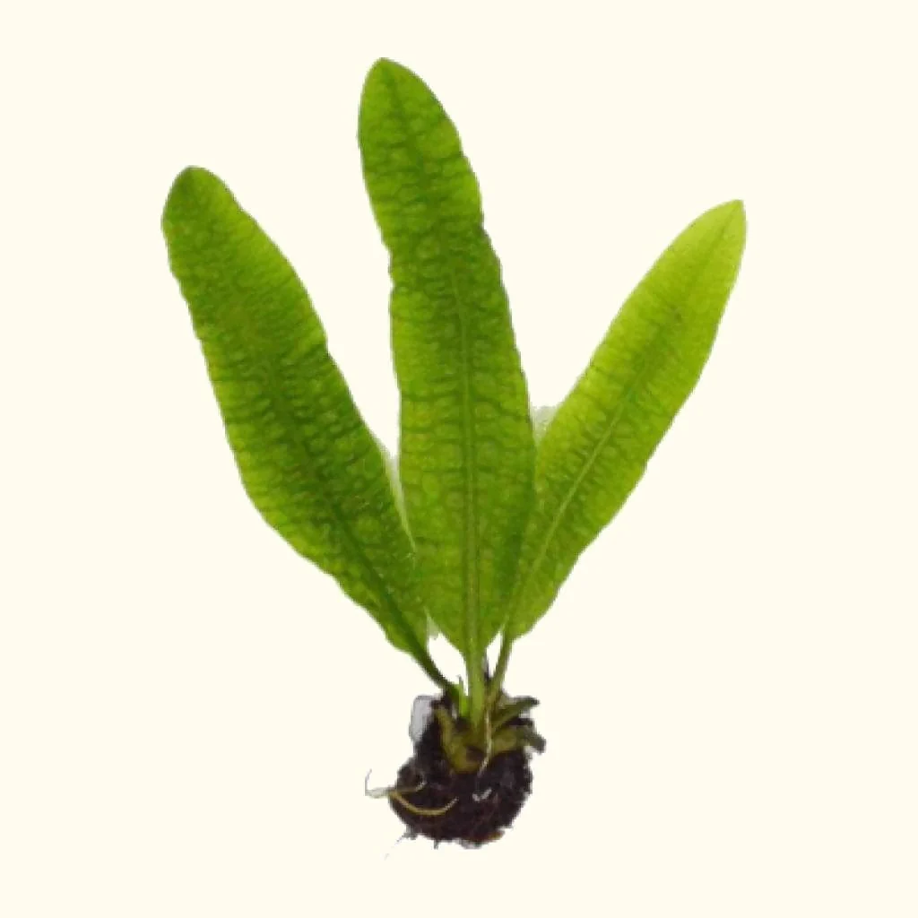 Aponogeton Boivinianus