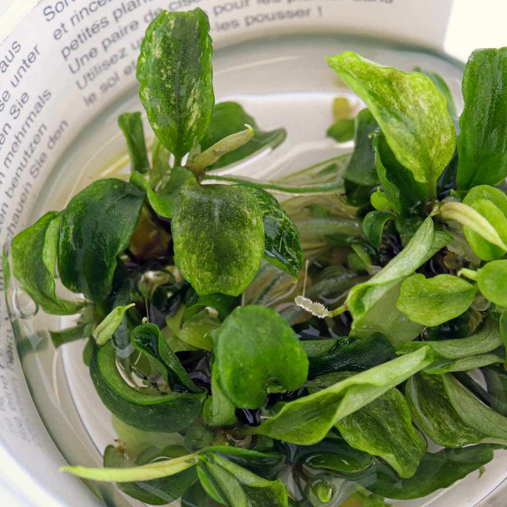 Bucephalandra Pygmaea 'Bukit Kelam' Tissue Culture - Image 2