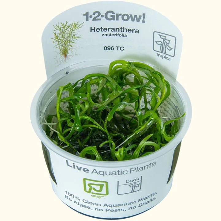 Heteranthera Zosterifolia Star Grass Tissue Culture