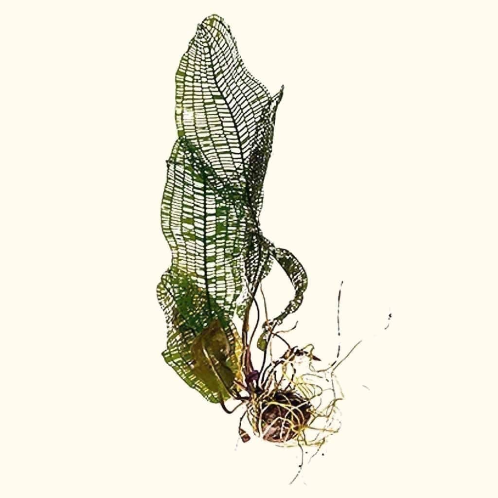 Madagascar Lace Plant