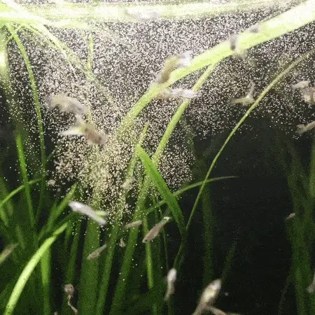 Magic Small Fish Feed - Image 2