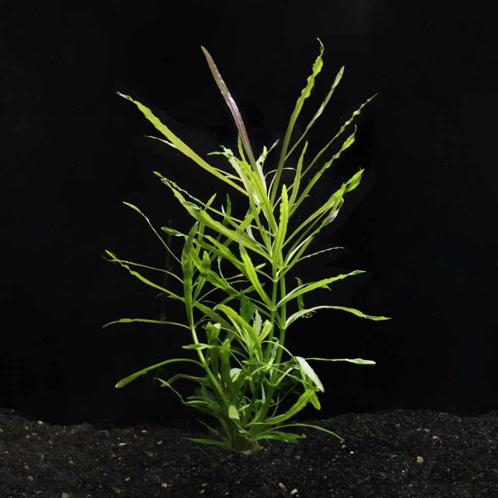 Pogostemon Stellatus 'Octopus' - Image 2
