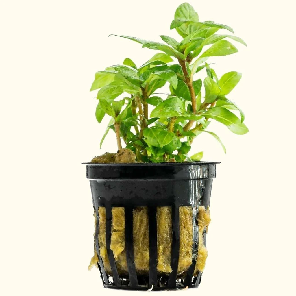 Staurogyne Repens
