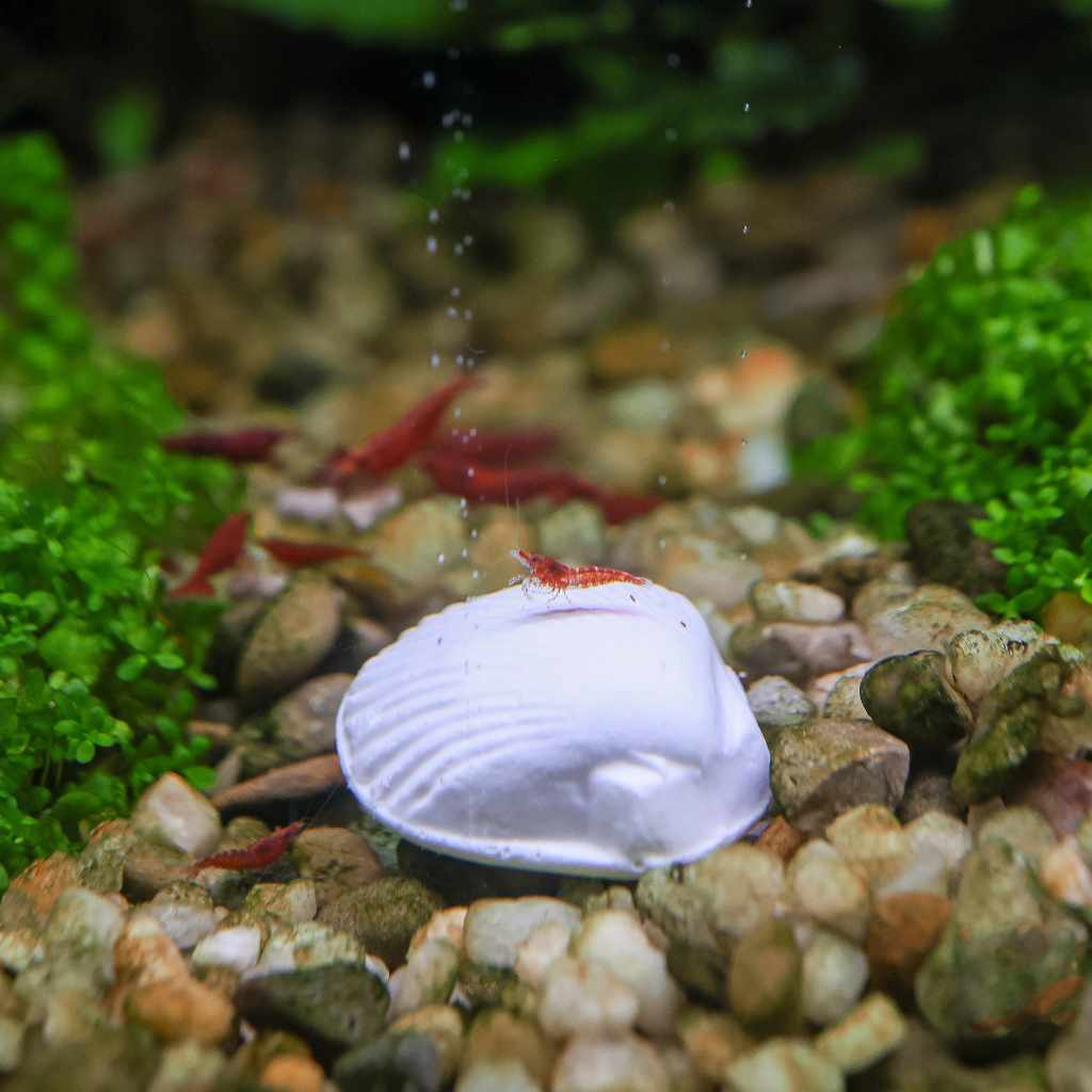 Wonder Shell - Image 2